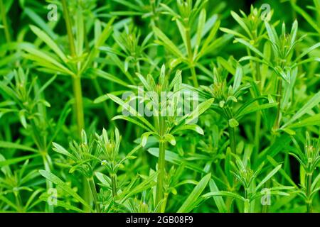 Spaltkerne (galium aparine), auch bekannt als Stachelrass oder Sticky Willie, zeigen eine Masse der haarblättrigen Pflanze, die im Frühjahr wächst. Stockfoto