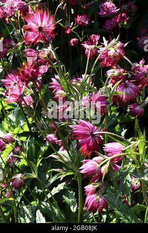 Astratia major ‘Claret’ Masterwort Claret – weiße Röhrenblüten mit tiefrosa Hochblättern, Juni, England, Großbritannien Stockfoto