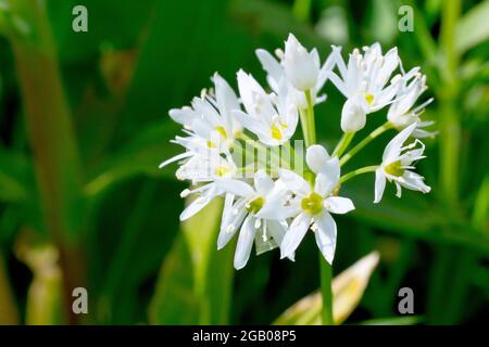 Ramsons (Allium ursinum), auch bekannt als Wild Garlic, beleuchtete Nahaufnahme eines einsamen Blütenkopfes aus weißen Blüten. Stockfoto