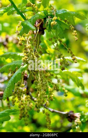 Eiche, wahrscheinlich sessile oder durmast Eiche (quercus petraea), möglicherweise englische oder pedunculate Eiche (quercus robur), Nahaufnahme der männlichen Blüten. Stockfoto