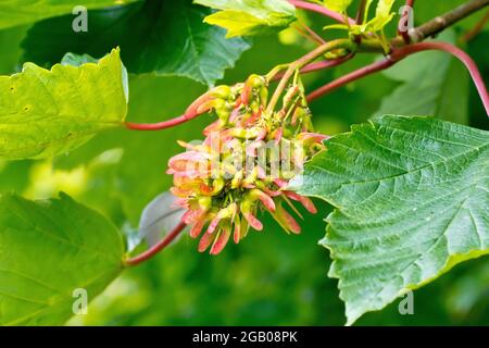 Platane (acer pseudoplatanus), Nahaufnahme einer Gruppe von geflügelten Samen, für die der Baum am Ende eines Astes bekannt ist. Stockfoto