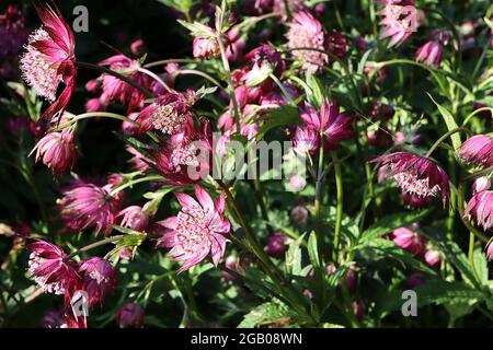 Astratia major ‘Claret’ Masterwort Claret – weiße Röhrenblüten mit tiefrosa Hochblättern, Juni, England, Großbritannien Stockfoto