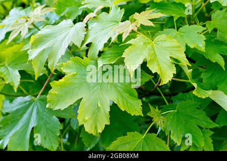 Platane (acer pseudoplatanus), Nahaufnahme der Blätter des Baumes kurz nachdem sie im Frühjahr erscheinen. Stockfoto