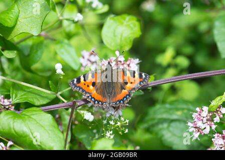 Kleiner Fuchs Schmetterling Stockfoto