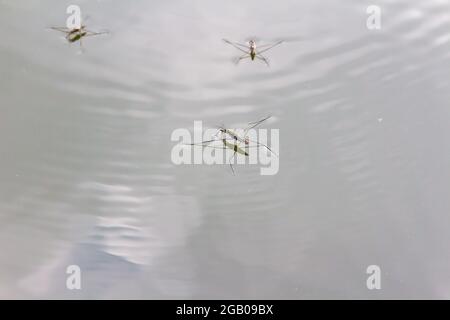 Gemeiner Teichskater oder gemeiner Wasserläufer (Gerris lacustris) auf der Wasseroberfläche, Ibolya-to, Sopron, Ungarn Stockfoto