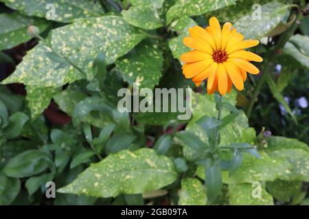 Calendula officinalis ‘Indischer Prinz’ Topf Ringelblume Indischer Prinz – orangefarbene Blüten mit gelbem Halo und braunem Zentrum, Juni, England, Großbritannien Stockfoto