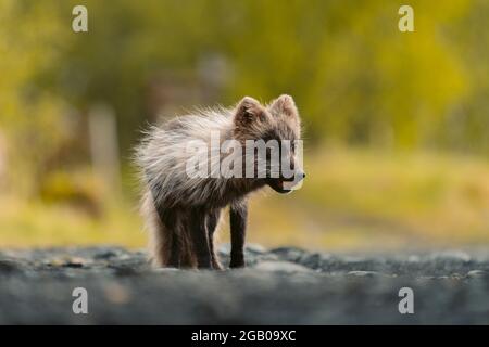 Polarfuchs in Island. Portraitfoto eines arktischen Fuchses Stockfoto