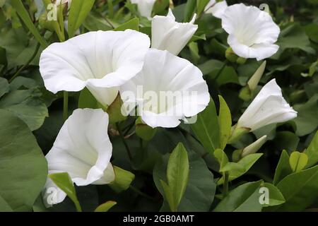 Calystegia sepium Hedge bindweed – weiße trompetenförmige Blüten und elliptische Blätter, Juni, England, Großbritannien Stockfoto