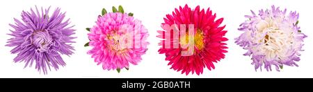 Aster-Blüten isoliert auf weißem Hintergrund. Mischen Sie Asterblumen aus nächster Nähe. Stockfoto