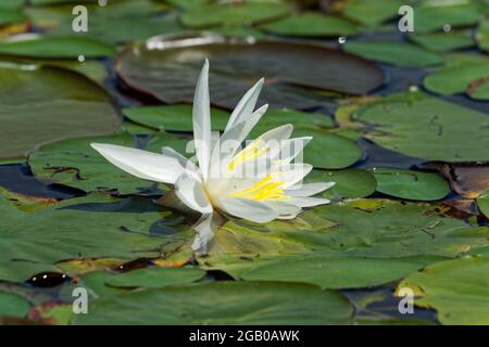 Weiße Wasserlilie, die auf Lilienpads ruht. Quebec, Kanada. Stockfoto