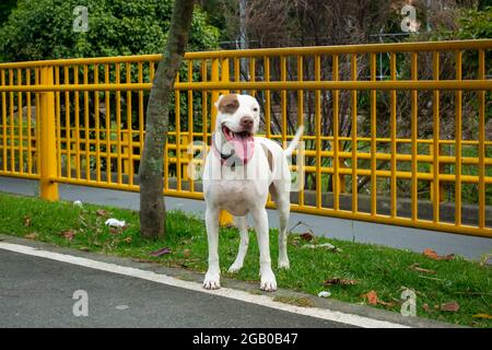 Der amerikanische Pitbull Terrier Dog freut sich über die Kamera im Public Park in Medellin, Kolumbien Stockfoto