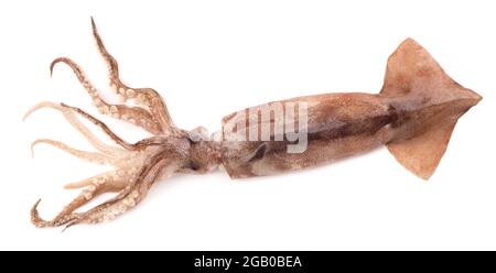 Roher frischer Tintenfisch isoliert auf weißem Hintergrund. Frische Schalentiere, Kalmare isoliert. Draufsicht. Stockfoto