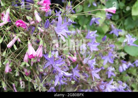 Campanula portenschlagiana ‘Get Mee Purple’ dalmatinische Glockenblume Get Mee Purple – ausgestellte offene glockenförmige, hellviolett-blaue Blüten, Juni, England, Großbritannien Stockfoto