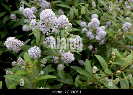 Ceanothus x delileanus ‘Gloire de Versailles’ California lilac Gloire de Versailles – dichte Haufen winziger, sehr blassblauer Blüten, Juni, England, UK Stockfoto