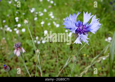 Centaurea Cyanus blue cornflower – Blütenkopfring aus blassblauen Blüten, Juni, England, Großbritannien Stockfoto