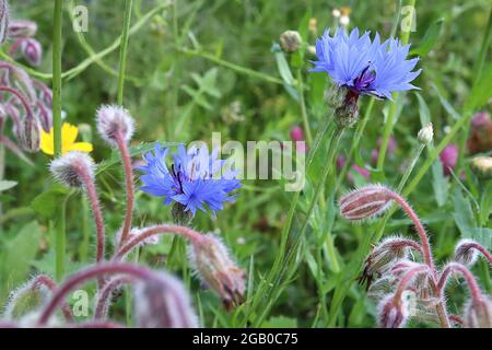 Centaurea Cyanus blue cornflower – Blütenkopfring aus himmelblauen Blüten, Borago officinalis Borage Blütenknospen, Juni, England, Großbritannien Stockfoto