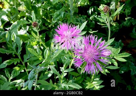 Centaurea dealbata ‘Steenbergii’ Mealy Centaury Steenbergii - Blütenkopfring aus tiefrosa Blüten, Juni, England, Großbritannien Stockfoto