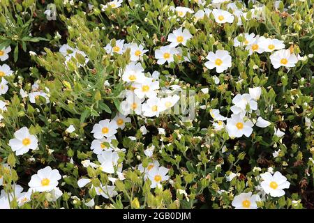 Cistus salviifolius ‘Prostratus’ Sageleaf-Steinrose – weiße Blüten mit gelbem Zentrum, haarige kastanienbraune Blütenknospen, Juni, England, Großbritannien Stockfoto