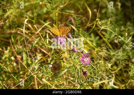 Schmetterlinge Stockfoto