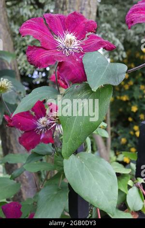 Clematis ‘Rebecca’ mittelgroße, sternförmige, tiefrote Blüten mit zentralem kastanienbraunen Streifen, Juni, England, Großbritannien Stockfoto