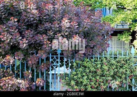 Cotinus coggygria ‘Royal Purple’ Rauchbaum Royal Purple – transparente, kastanienrote Blätter, Juni, England, Großbritannien Stockfoto