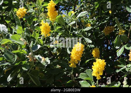 Argyrocytisus battandieri Ananas / marokkanischer Besen – enge zylindrische Blütenstände aus goldgelben erbsenförmigen Blüten, Juni, England, Großbritannien Stockfoto