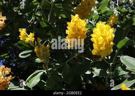 Argyrocytisus battandieri Ananas / marokkanischer Besen – enge zylindrische Blütenstände aus goldgelben erbsenförmigen Blüten, Juni, England, Großbritannien Stockfoto