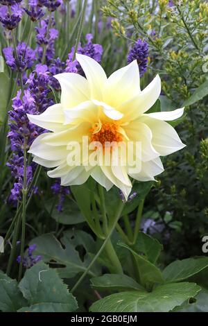 Dahlia ‘Figaro’ weiß creme Group 5 Decorative Dahlia tiefrosa Blüten mit verdrehten Blütenblättern, Juni, England, Großbritannien Stockfoto