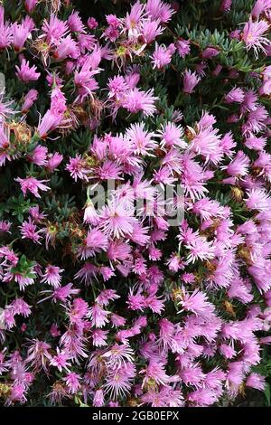 Delosperma ‘Mesa Verde’ Eispflanze Mesa Verde – rosafarbene Gänseblümchen-ähnliche Blüten mit mehreren Blütenblättern und kurzen fleischigen aufrechten Blättern, Juni, England, Großbritannien Stockfoto