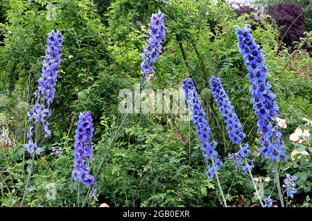 Delphinium ‘Black Knight’ Kerze larkspur Black Knight – aufrechte Trauben aus blauen und violetten transparenten Blüten mit schwarzem Zentrum, Juni, England, Großbritannien Stockfoto