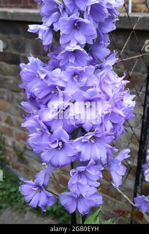 Delphinium ‘Morning Lights’ Larkspur Morning Lights – aufrechte Trauben aus Lavendelblüten und weißem Zentrum, Juni, England, Großbritannien Stockfoto