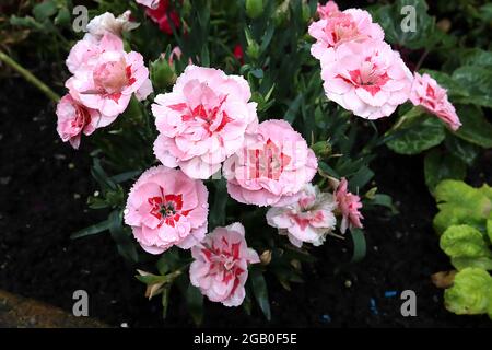 Dianthus caryophyllus ‘Oscar Pink’ Border Carnation Oscar Pink – blassrosa Blüten mit roten Augen und Fransenblättern, Juni, England, Großbritannien Stockfoto