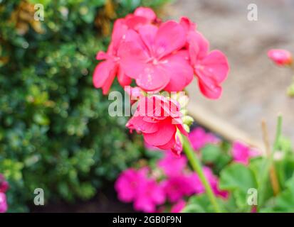 Schöne rosa karmesinrote Blume der Phlox paniculata 'Sweet Summer Red' in der Sommerblüte Stockfoto