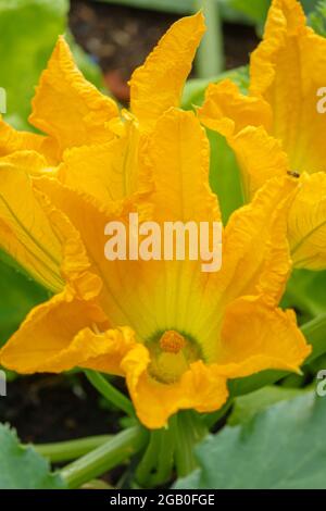 Schöne gelbe Blüten auf einer Zucchini-Zucchini-Pflanze (Cucurbita pepo subsp. Pepo) Stockfoto