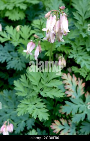 Dicentra formosa häufiges blutendes Herz – schmale herzförmige cremefarbene Blüten mit schwachen Vioetränder, Juni, England, Großbritannien Stockfoto