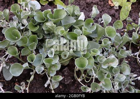 Dichondra argentea ‘Silver Falls’ Silver Nickel Vine Silver Falls – nierenförmige, silbergrüne Blätter an schleichenden Stielen, Juni, England, Großbritannien Stockfoto