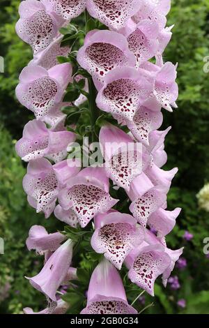 Digitalis purpurea ‘Camelot Lavender’ Foxglove Camelot Lavender - lange röhrenförmige Lavendelblüten mit violetten Flecken, Juni, England, UK Stockfoto