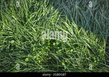 Großer weißer Kleeblatt, der in einem Weideplan auf neuseeländischen Farmen verwendet wird Stockfoto