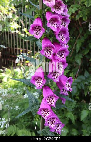 Digitalis purpurea ‘Dalmatian White’ Foxglove Dalmatian White – lange weiße Röhrenblüten mit violetten Flecken, Juni, England, UK Stockfoto