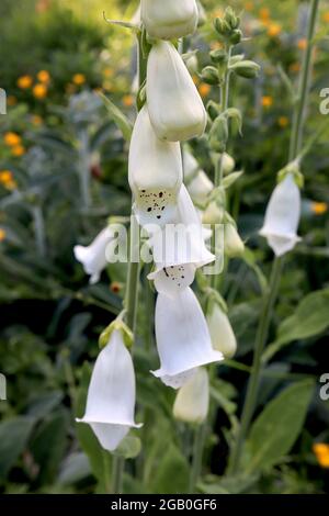 Digitalis purpurea ‘Dalmatian White’ Foxglove Dalmatian White – lange weiße Röhrenblüten mit violetten Flecken, Juni, England, UK Stockfoto