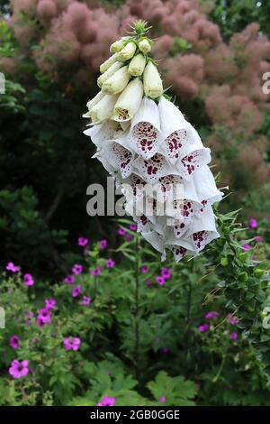 Digitalis purpurea ‘Dalmatian White’ Foxglove Dalmatian White – lange weiße Röhrenblüten mit violetten Flecken, Juni, England, UK Stockfoto