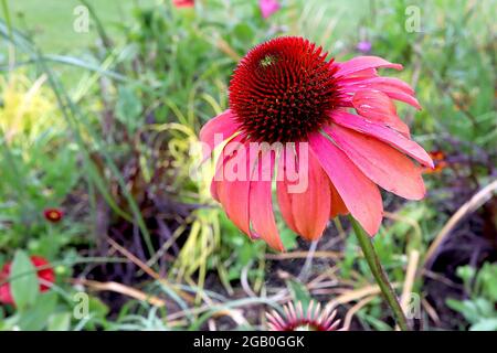 Echinacea purpurea ‘Big Sky Summer Sky’ Coneflower Summer Cocktail – tiefrosa bis tieforange Blütenblätter und keilförmige Mitte, Juni, England, Großbritannien Stockfoto