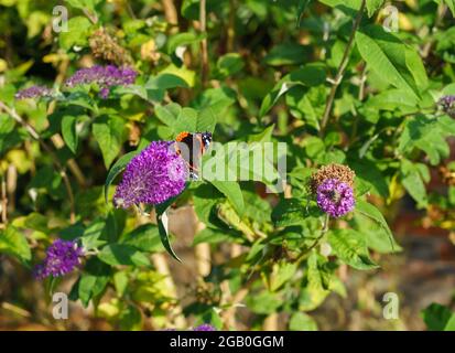 Nahaufnahme eines Schmetterlings des Roten Admirals (Vanessa atalanta), der sich an einem schmetterlingsbusch der buddleja davidii (Sommerflieder) ernährt, Wiltshire UK Stockfoto