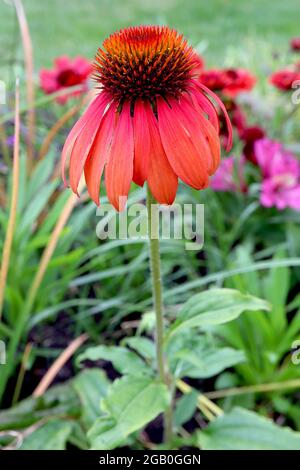 Echinacea purpurea ‘Big Sky Summer Sky’ Coneflower Summer Cocktail – tiefrosa bis tieforange Blütenblätter und keilförmige Mitte, Juni, England, Großbritannien Stockfoto