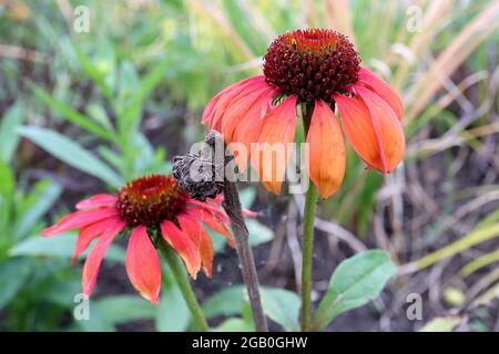 Echinacea purpurea ‘Big Sky Summer Sky’ Coneflower Summer Cocktail – tiefrosa bis tieforange Blütenblätter und keilförmige Mitte, Juni, England, Großbritannien Stockfoto