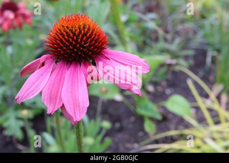 Echinacea purpurea ‘Magnus’ Coneflower Magnus - tiefrosa Blütenblätter und kegelförmige Mitte, Juni, England, Großbritannien Stockfoto