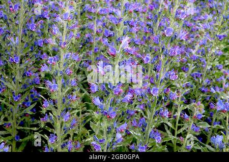 Echium vulgare viper’s bugloss – hohe Stängel violett-blauer Blüten und länglicher rosa Staubgefäße, Juni, England, Großbritannien Stockfoto