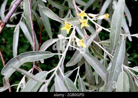 Elaeagnus angustifolia oleaster – gelbe Blüten und silbergraue Blätter, Juni, England, Großbritannien Stockfoto