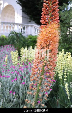 Eremurus x isabellinus ‘Cleopatra’ Fuchsschwanzlilie Cleopatra – dichter Blütenstreich aus orangefarbenen Blüten und gelbem Zentrum, Juni, England, Großbritannien Stockfoto