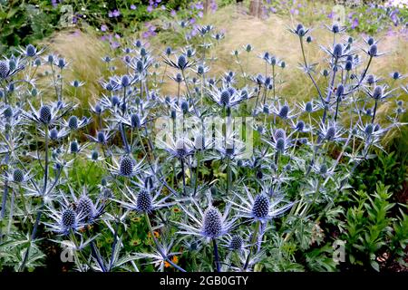 Eryngium x zabelii Big Blue Sea Stechpalme Big Blue – kegelförmige Blütenköpfe auf silberblauen Hochblättern, Juni, England, Großbritannien Stockfoto